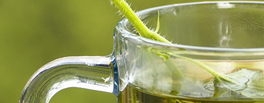 Koprive so bogate z vitamini in minerali!